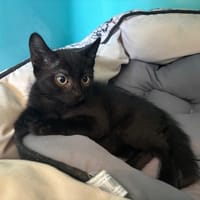 PALUCHON, chat à adopter
