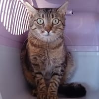 chippy, chatte à adopter