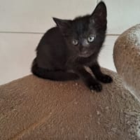 ATLASE, chatte à adopter