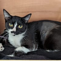 Chouquette, chatte à adopter