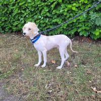 Titeuf, chien à adopter