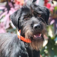 Unix HAA24580, chien à adopter