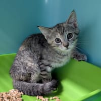 STACY, chatte à adopter