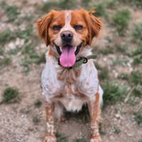 Ulco, chien à adopter