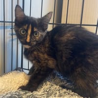 ALI, chatte à adopter