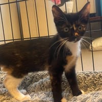 lilas, chatte à adopter