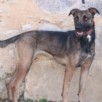 Vinny  HAA24584, chienne à adopter