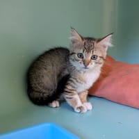 Carambole, chatte à adopter