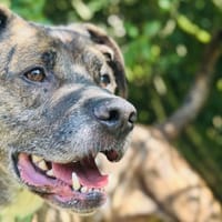 CHACAL, chien à adopter
