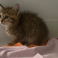 Yelka, chatte à adopter
