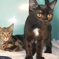 Adès Cab4418, chat à adopter