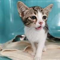 Potté, chat à adopter
