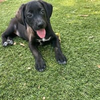 LOUISE, chienne à adopter