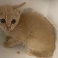 Veylou, chatte à adopter