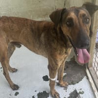 MINOU, chien à adopter