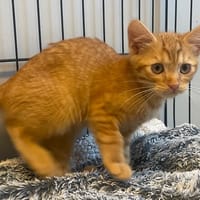 MAX, chat à adopter