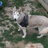 JILKA, chienne à adopter