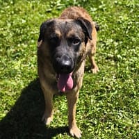 Fujin CAA13917, chien à adopter