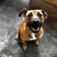 SEVEN, chienne à adopter