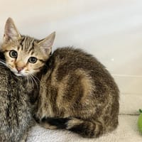 Inka, chatte à adopter
