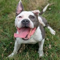 Pistache, chienne à adopter