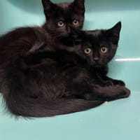 CLEANTE, chatte à adopter
