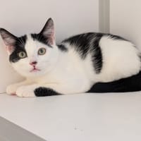 Cassis, chat à adopter