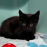 BELLINE, chatte à adopter
