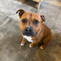 LOGAN, chien à adopter