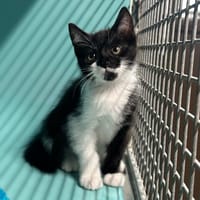 FRIDA, chatte à adopter