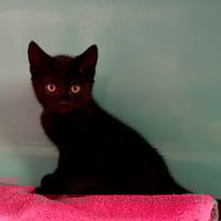 ROSA, chatte à adopter