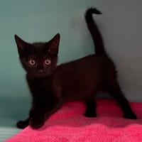 ZINA, chatte à adopter