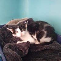 M. MOUCHE, chat à adopter
