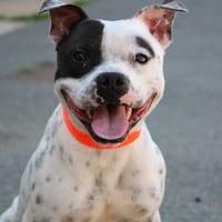 Ace  HAA24582, chien à adopter