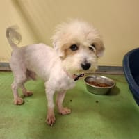 Nino, chien à adopter