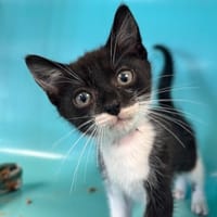 IGGY, chat à adopter