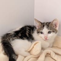 CLAFOUTIS, chat à adopter