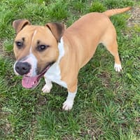 TYSON, chien à adopter