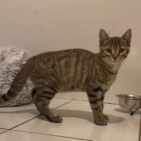 Artémis, chat à adopter