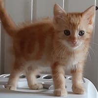 sammy, chat à adopter