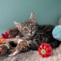 MYOSOTIS, chatte à adopter