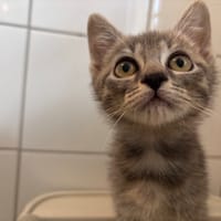 TIMOUCHE, chat à adopter