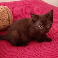 fluffy, chat à adopter