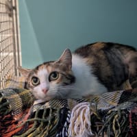 MAYA, chatte à adopter