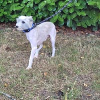 Alfi, chien à adopter