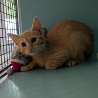 PETIT COEUR, chat à adopter
