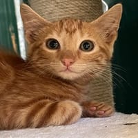 BONBON (RESERVE), chat à adopter