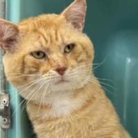 COBRA, chat à adopter
