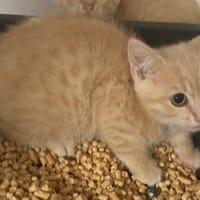 Rouvenel, chatte à adopter
