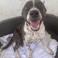 MERLOT, chien à adopter